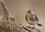 Wacholderdrossel-Turdus_pilaris-25_01_2017.jpg