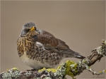 Wacholderdrossel-Turdus_pilaris-fieldfare-Januar_2017.jpg