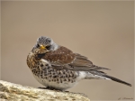 Wacholderdrossel-fieldfare-auf_einem_Sandstein.jpg