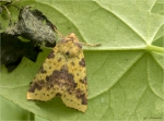 Weiden_Gelbeule-Xanthia_togata.jpg