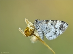 Weissbinden-Labkrautspanner-Epirrhoe_rivata.jpg