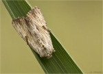Weisslichgelbe_Grasbuescheleule-Apamea_lithoxylaea-27_06_2017.jpg
