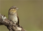 Wendehals-Jynx_torquilla-19_April_2017.jpg