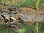 Wendehals-eurasian_wryneck~0.jpg