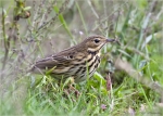 Wiesenpieper-26_09_2015-Meadow_Pipit.jpg