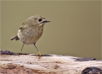 Wintergoldhaehnchen-November_2015-goldcrest.jpg