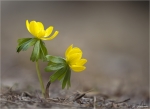 Winterling-Eranthis_hyemalis-Maerz_2015.jpg