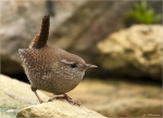 Zaunkoenig-wren-19_11_2016.jpg