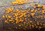 Zerfliessende_Gallerttraene-Dacrymyces_stillatus-31_12_2015.jpg