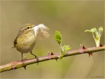 Zilpzalp-chiffchaff-mit_Feder_zum_bauen.jpg