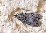 Zuensler-Eudonia_truncicolella.jpg