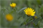 Ackerringelblume1.JPG