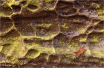 Altschlossfelsen_Detail.JPG