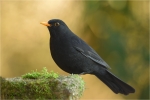 Amsel_021.JPG