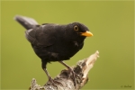Amsel_Hahn.JPG