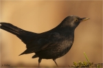 Amsel_m_17.jpg