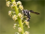 Andrena_agilissima.jpg