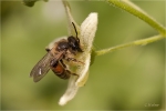 Andrena_florea_m.JPG