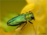 Anthaxia_nitidula_m.JPG