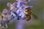Anthidium_manicatum2.jpg