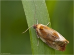 Archips_xylosteana_pc1.JPG