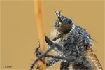 Barbarossa-Fliege_Portrait.JPG