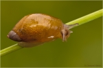 Bernsteinschnecke_sp2.JPG