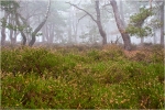 Besenheide_Kiefernwald.JPG
