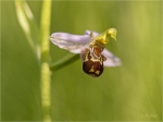 Bienen-Ragwurz_018.JPG
