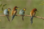 Bienenfresser_Ballett.JPG