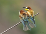 Bienenfresser_ein_Paar.JPG