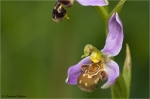 Bienenragwurz1.JPG