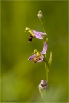Bienenragwurz2.JPG