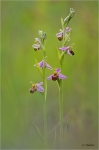 Bienenragwurz_019.JPG