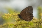 Blauaeugiger_Waldportier_018.JPG
