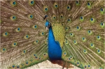 Blauer_Pfau_m1.JPG