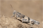 Blaufluegelige_Oedlandschrecke1.JPG