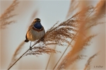 Blaukehlchen_020c.JPG