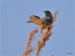 Blaukehlchen_020e.JPG
