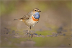 Blaukehlchen_023.jpg