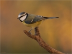 Blaumeise_herbstmorgens.JPG