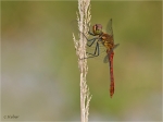 Blutrote_Heidelibelle_m019.JPG