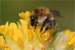 Bombus_pascuorum_28229.JPG