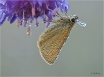 Braundickkopf_sp_.JPG