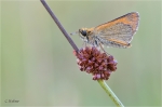Braunkolbiger_Braundickkopf_019.JPG