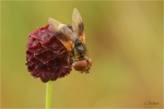 Breitfluegelige_Raupenfliege_020.jpg