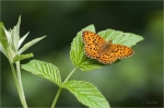 Brombeerperlmutterfalter018b.JPG