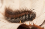 Brombeerspinner_raupe_herbst.jpg