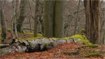 Buchen-Urwald.JPG