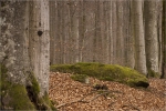 Buchenwald.JPG